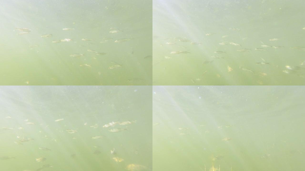 许多小鱼在温暖的夏日阳光下在河里游泳。明亮的光线在淡水湖的水下。