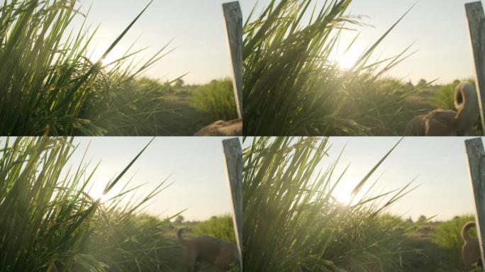 阳光穿过稻田里的稻秆，一狗过关斩将，带着自然乡村的概念