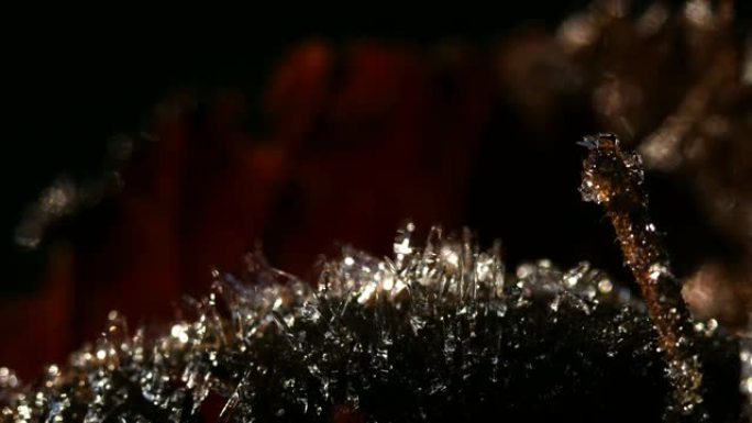 Macro time-lapse, ice thawing in moss and a small 