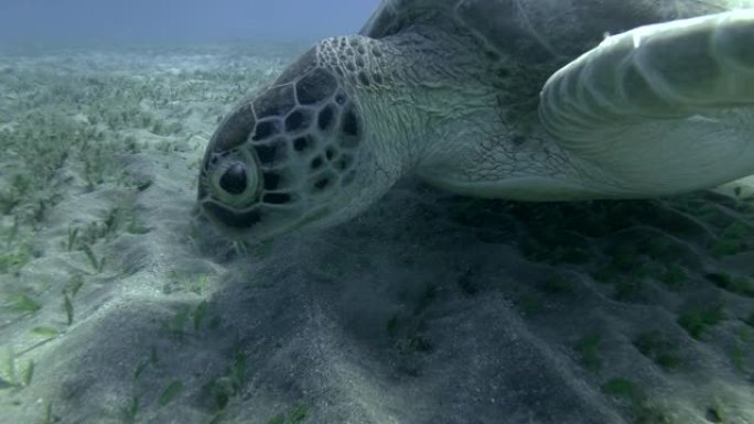 绿色海龟吃海草的慢动作，在蓝色的水底。水下拍摄，特写。埃及红海