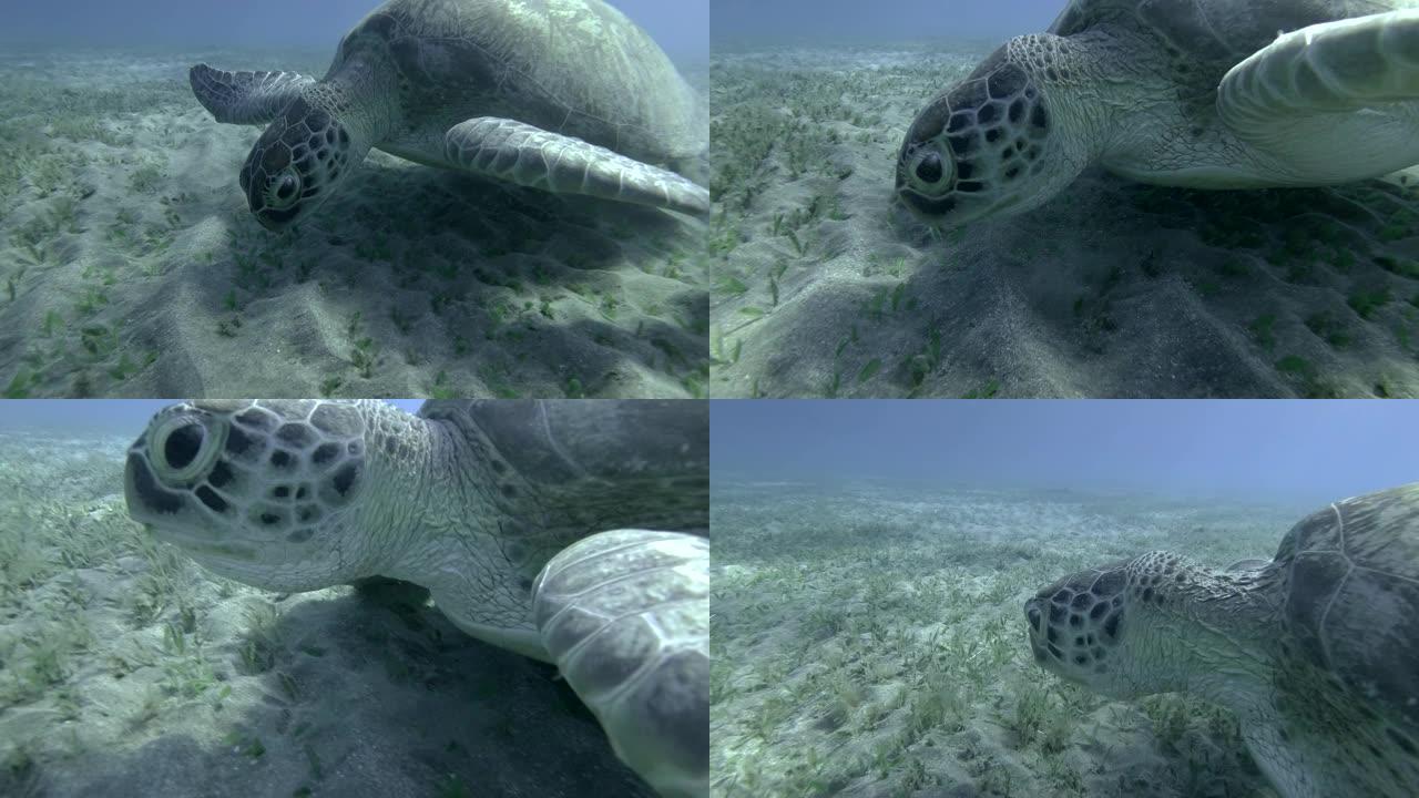 绿色海龟吃海草的慢动作，在蓝色的水底。水下拍摄，特写。埃及红海
