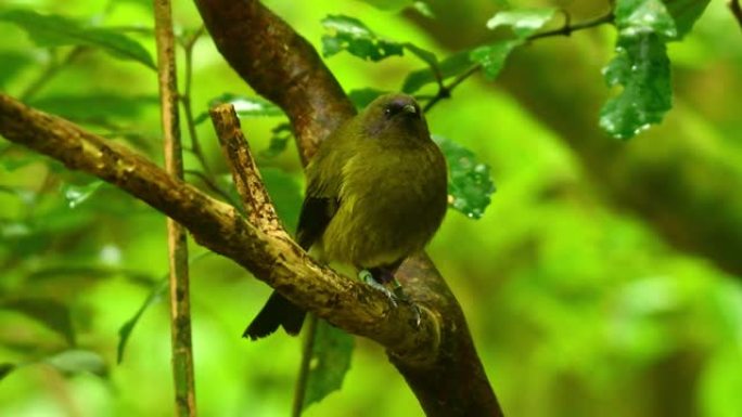 毛利语中的Bellbird-Anthornis melanura-makomako，来自新西兰的特有