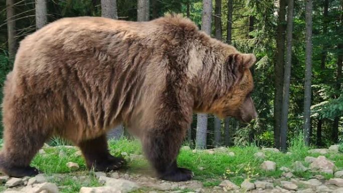 大棕熊在针叶林山间景色一只大熊特写实拍