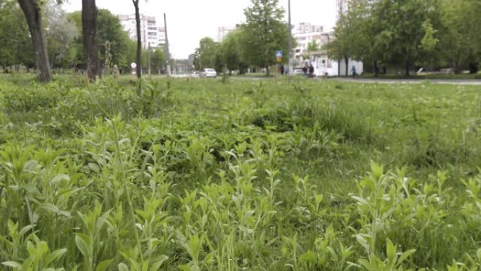 城市草坪上生长的蓬松蒲公英花