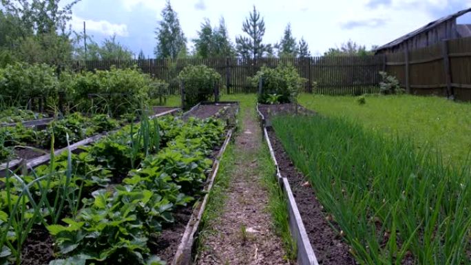在农场，园艺和农业概念中种植洋葱和草莓的床。