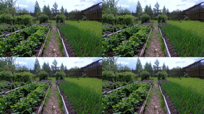 在农场，园艺和农业概念中种植洋葱和草莓的床。