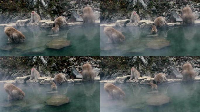 温泉浴池里的雪猴猴子泡温泉温泉野生猴子