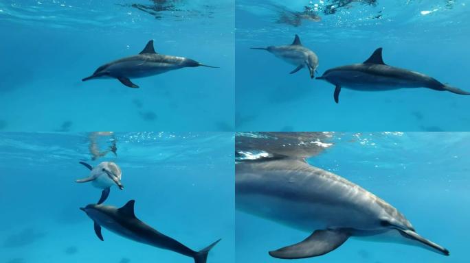 两只海豚通过吹泡泡和抚摸鼻子来打招呼。野生动物中的动物交流。旋转海豚 (Stenella longi