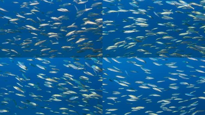 一群大鱼在蓝色的水底中游泳，在阳光下闪闪发光。蓝色水中的spriats