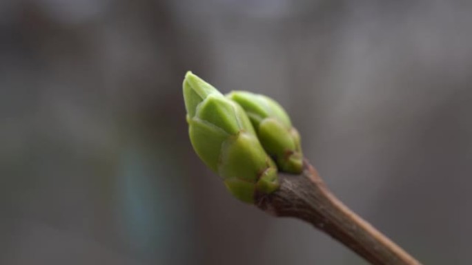 有小芽的树枝。春季生长有小鲜芽的树枝