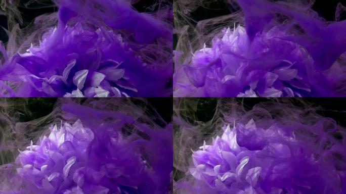 淡紫色雾中壮丽的白菊花。黑色背景上的水中紫色水彩墨水。