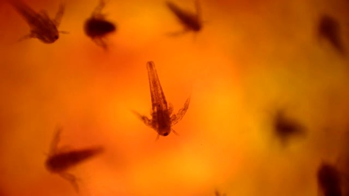 显微镜下的卤水虾