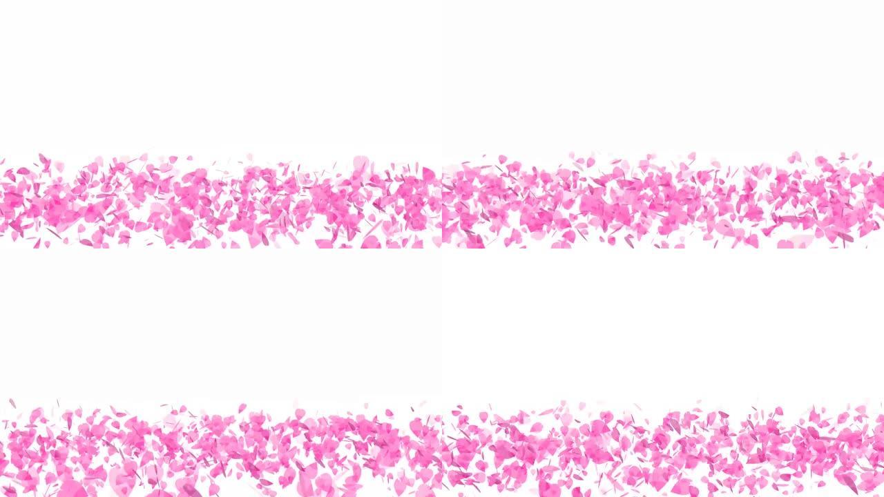 百万粉红樱花叶子卷和落在地板上轻盈玫瑰缓慢移动