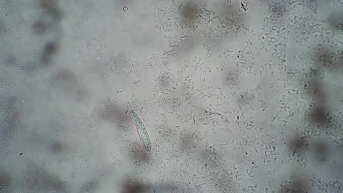 纤毛虫漂浮在一滴水的表面上，以细菌为食
