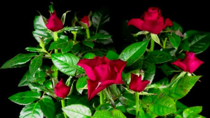 红玫瑰花生长和开放的时间流逝