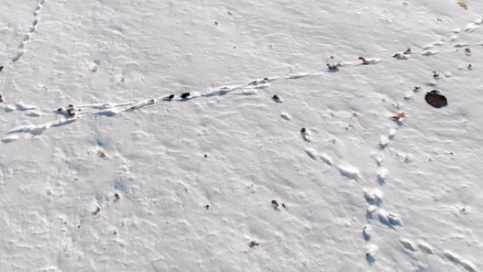 雪地上有未知痕迹的雪域的空中俯视图。冬季行走背景开口框架4k