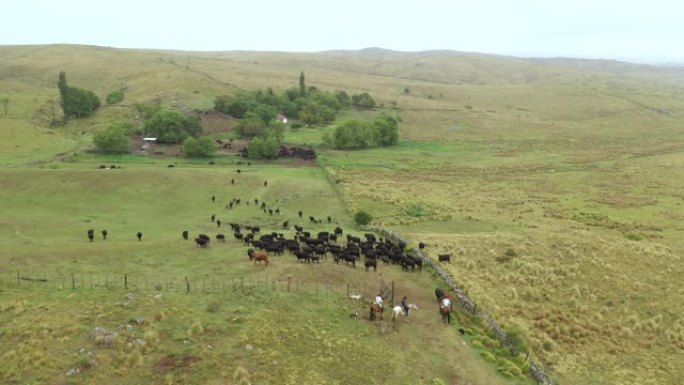 阿根廷高乔人将牛赶回牧场