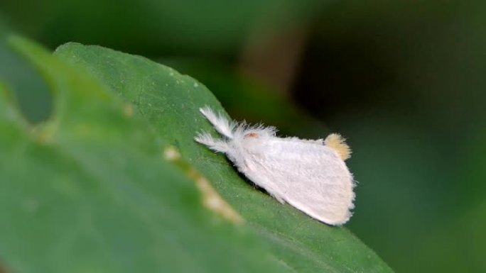 绿叶上的白蛾。白蛾子美国农林虫害防治