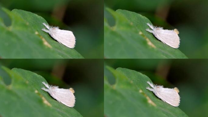 绿叶上的白蛾。白蛾子美国农林虫害防治