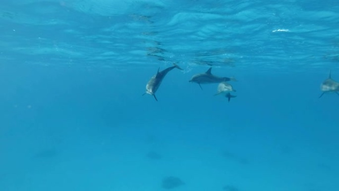 一群年轻的海豚在水下嬉戏。慢动作，水下射击。旋转海豚 (Stenella longirostris)