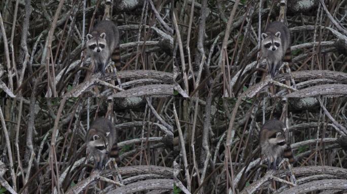 好奇的浣熊在大沼泽地国家公园观察游客