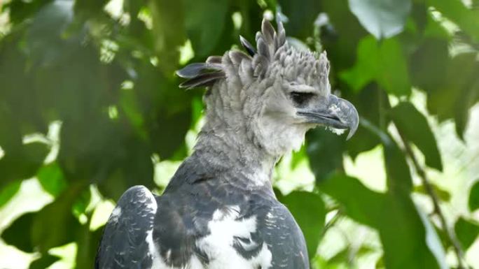 巴拿马的大型比尔猛禽，带有美丽的灰色浓密羽毛