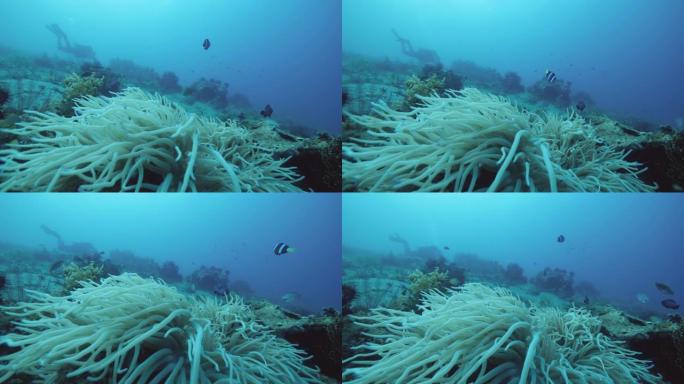 海葵在水下缓慢移动，鱼类游泳的特写镜头。