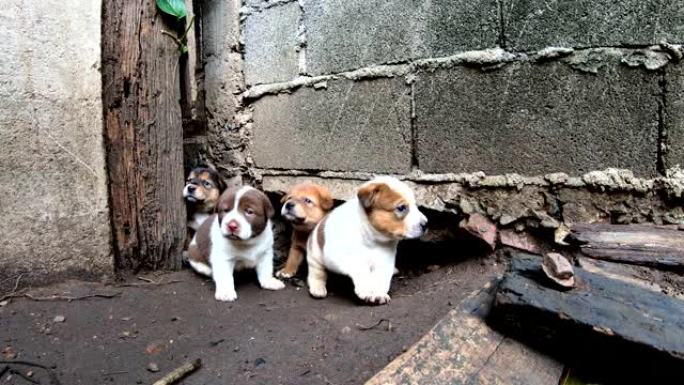 许多可爱的小狗住在水泥地面下的土坑旁边。