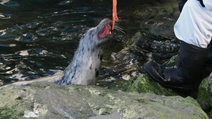 海豹饲养鱼