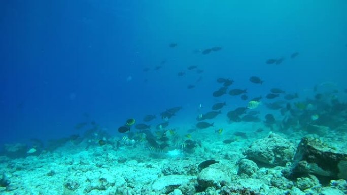 不同热带鱼的学校吃金枪鱼和其他渔业废物的遗骸被渔民扔进海洋-印度洋，富瓦赫穆拉岛，马尔代夫，亚洲