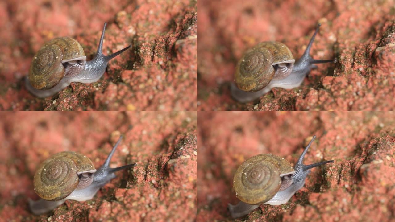蜗牛在石头表面慢慢爬行