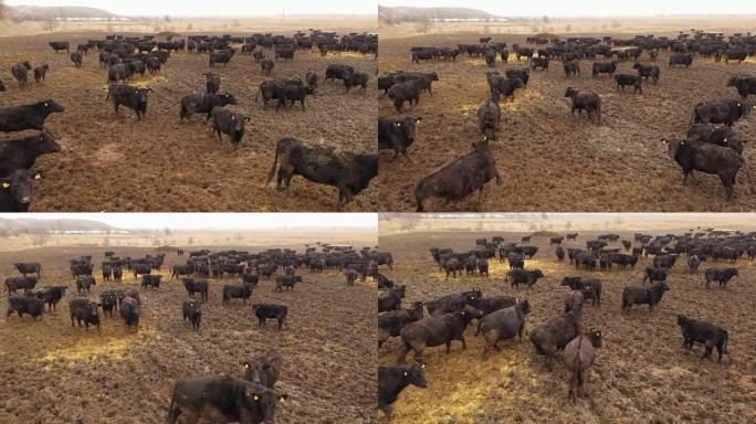 农场里的牛肉公牛。饲养动物，牲畜。从上方观看