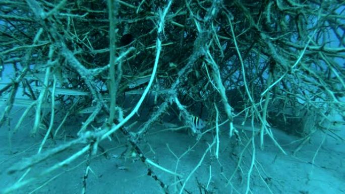 少年梭子鱼学校藏在红树林中。黄尾梭鱼 (Sphyraena flavicauda) 水下拍摄，特写。
