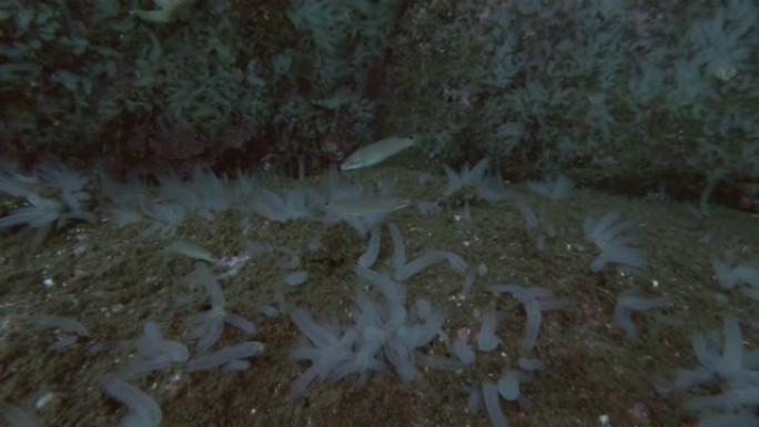 开瓶塞或镀金头 (Symphodus melops) 在大型海鞘殖民地透明海鞘或黄色海鞘 (Cion