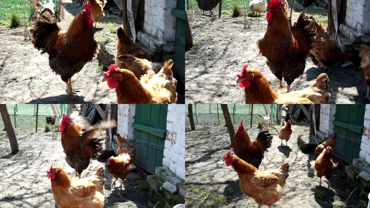 一只红脸的公鸡走在农村院子里的母鸡中间。一只公鸡拍打翅膀