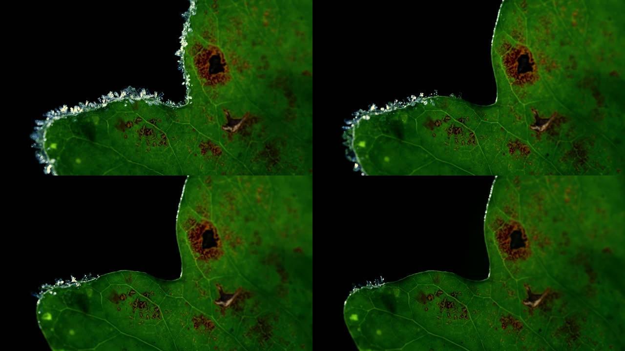宏观延时，绿色叶子上的冰除霜，冬天