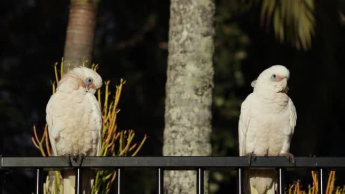 小corella，短嘴corella，小凤头鹦鹉parle夫妇两只鹦鹉在清晨坐在篱笆上