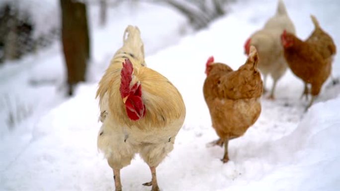 白鸡在寒冷的冬天在有机农场追逐鸡，自由放养