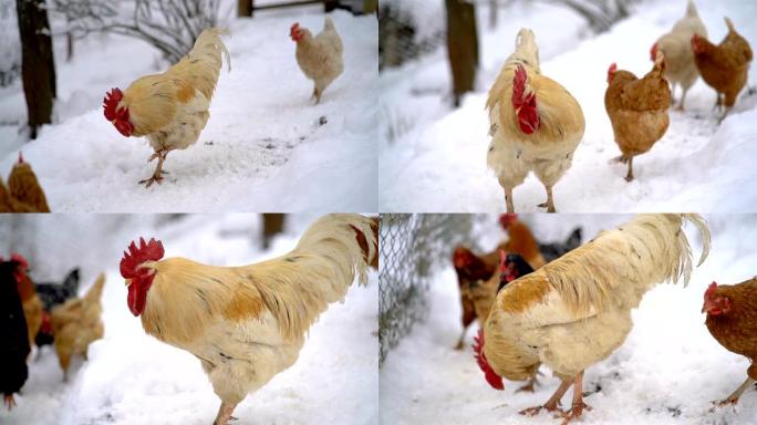 白鸡在寒冷的冬天在有机农场追逐鸡，自由放养