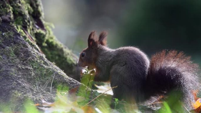 森林中的红松鼠 (Sciurus vulgaris)