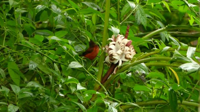 紧张的红鸟试图在四处检查时以大花为食