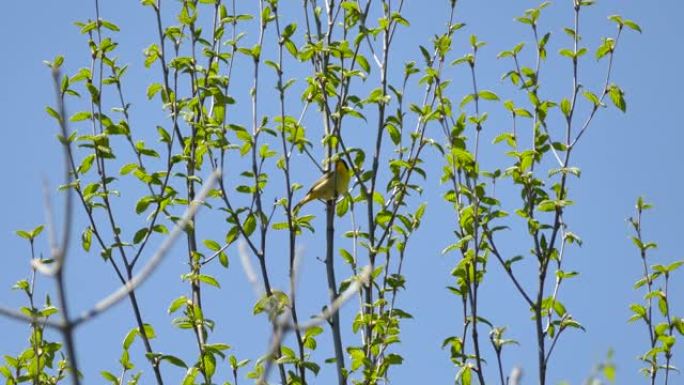 美丽的黄喉莺鸟在晴朗的蓝天背景上的光树上