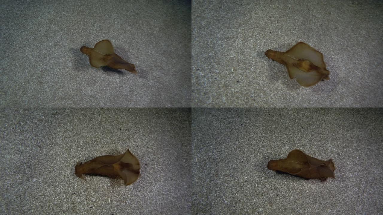 幼年的海兔在沙底上方游泳。顶视图。裸鳃目或海蛞蝓斑海兔 (Aplysia dactylomela)。