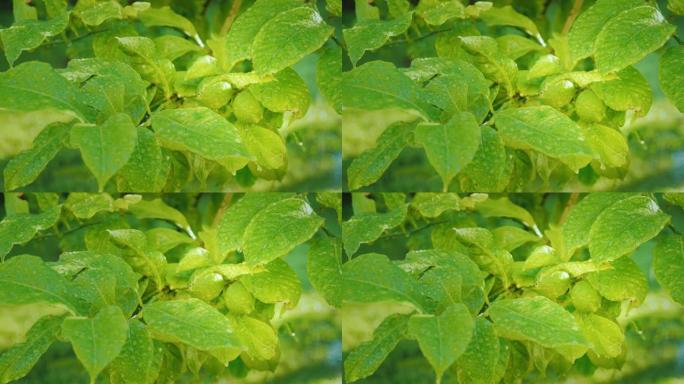 两个绿色柠檬在树上成熟。柑橘园