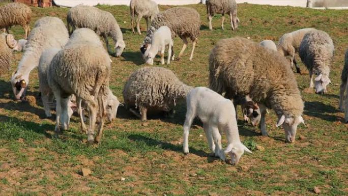 羊群或羊群和羔羊在草地上放牧，并在农场，农村地区或村庄吃草