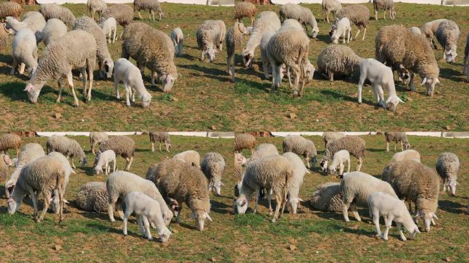 羊群或羊群和羔羊在草地上放牧，并在农场，农村地区或村庄吃草