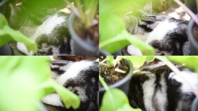 虎斑猫在户外蔬菜绿色花园玩耍