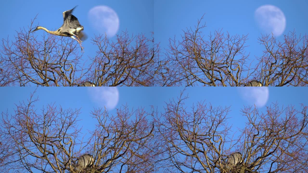 苍鹭筑巢在树上野生动物保护生物生态飞翔飞