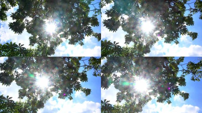 阳光穿过树枝，镜头上有耀斑