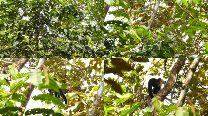 白头卷尾猴爬树的长距离跟踪镜头
